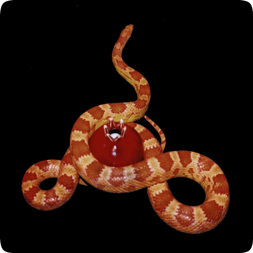 Lilith Institute Site Icon